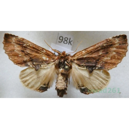 Ptilodon capucina (Linnaeus, 1758) male Wiechetka wielbłądka Czech98k